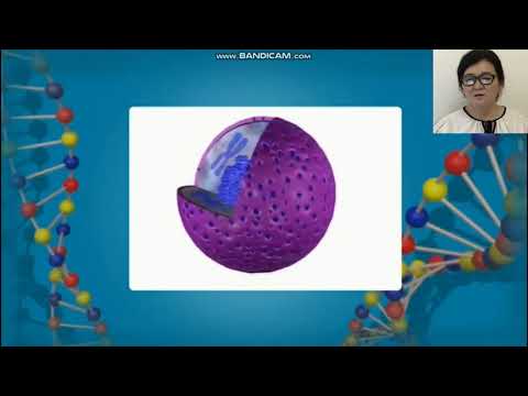 Видео: 9-сынып. Биология пәні. Жасушалық құрылымдар