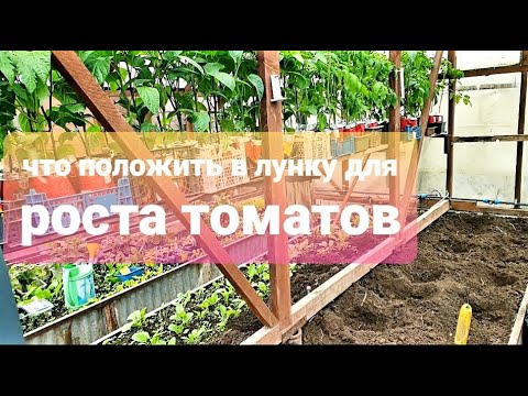 Видео: Чем заправить лунку при посадке томатов  Какие удобрения использую и почему