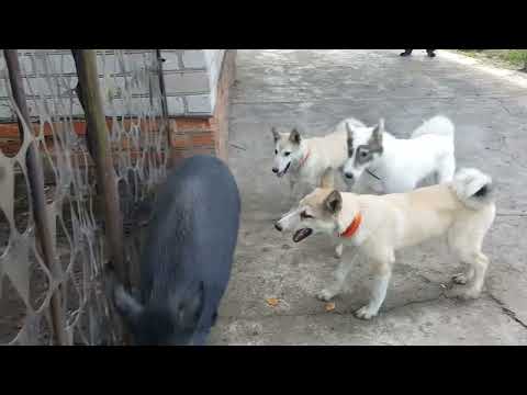 Видео: Контакт с кабанчиком. Выход на охоту с Чукен.