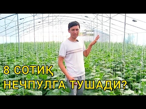 Видео: Теплица қуриш қанчага тушади / Teplisa qurish/ 8 сотиқ