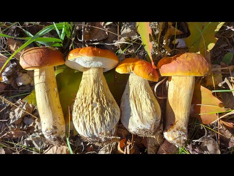 Видео: Porcini Hunt in Canada/Полювання на білі гриби