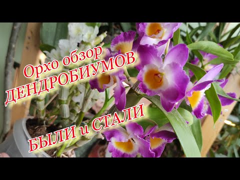 Видео: Обзор орхидей. Дендробиумы теплого содержания и холодного. 2 года в динамике.  Март 2021