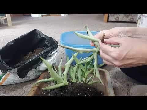 Видео: Дом в цветах// Небольшая пересадка. Сингониум, мурдания, эписция.