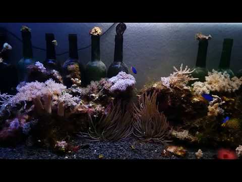 Видео: Простой морской аквариум