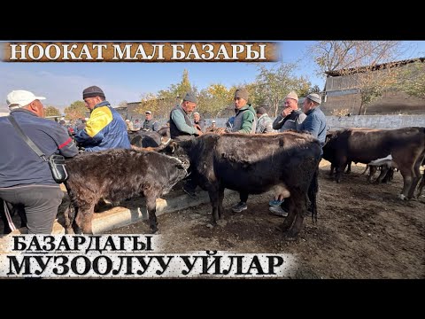 Видео: НООКАТ МАЛ БАЗАРЫ / 19 октябр  2025  Жыл