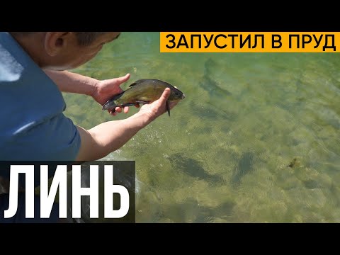 Видео: Запустил линя в пруд. 5 килограмм крупных особей и 15 мальков по 30-40 грамм.