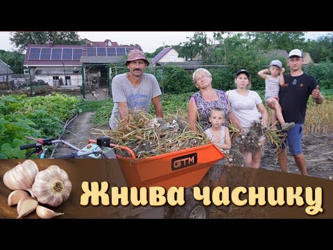 Видео: 🇺🇦Домашня технологія ЧАСНИКУ🧄 Урожай2024! На городі все печеться!