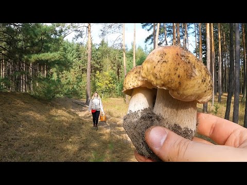 Видео: Реальная грибалка.
