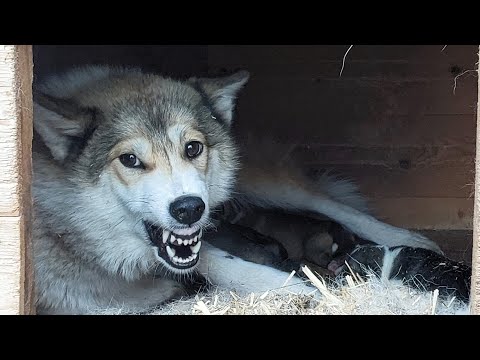 Видео: Три гнезда с щенками