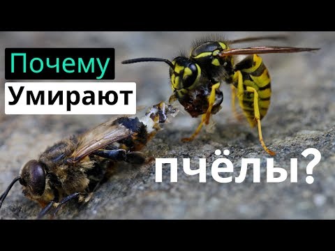 Видео: Пасека #117 Почему Умирают пчёлы / Если Мёртвые Пчёлы. /  Что делать? / Пчеловодство для начинающих