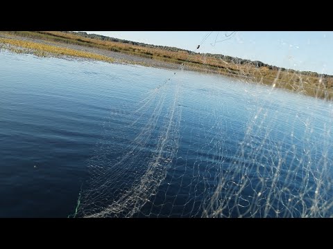 Видео: Маленькое озеро, огромные караси. Сети поставлены — ждём утра.