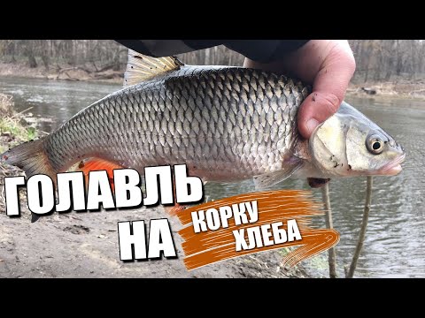 Видео: КРУПНЫЙ ГОЛАВЛЬ НА КОРКУ ХЛЕБА. Поклевки ОТДАЙ УДОЧКУ