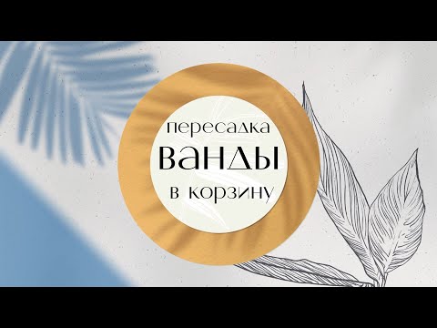 Видео: Пересадка ванды в корзину