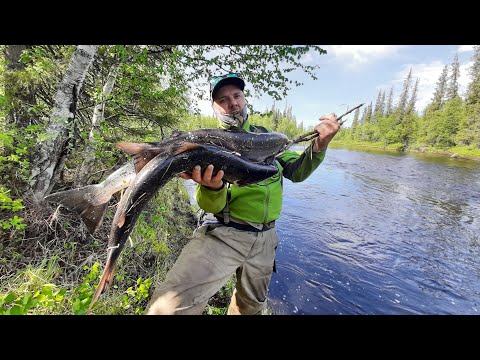 Видео: ВОТ это РЫБАЛКА!!! БЕШЕНЫЙ клев СЕМГИ. Рыбалка на Кольском. Терский берег. Не ГОРБУША. 3 серия