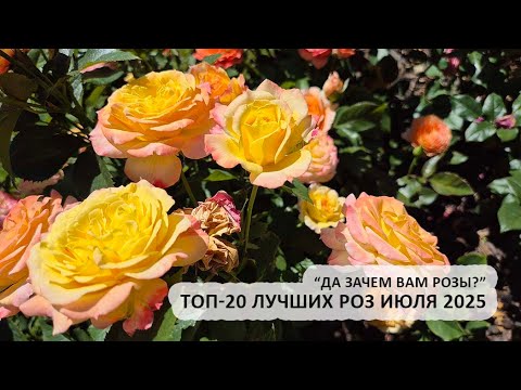 Видео: "Зачем вы выращиваете розы?" : топ-20 лучших роз июля, сезон 2025