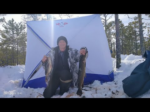 Видео: Забрался в тайгу. Живу в палатке. Есть добыча. Часть первая.