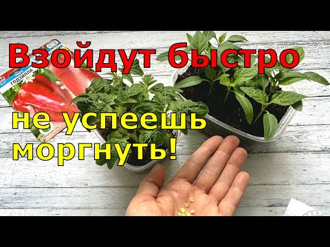 Видео: Сею ТОМАТЫ и ПЕРЦЫ вот ТАК и РАССАДА всегда КРЕПКАЯ