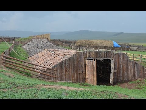 Видео: Содержание КРС. Фермерское хозяйство Виктора Катанаева