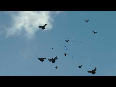 Видео: НИКОЛАЕВСКИЕ ГОЛУБИ./pigeons/ БАБОЧКА 2020  (часть 2) +7(978) 820 81 45