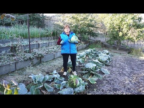 Видео: "Удачная среда" - уборка капусты (Бийское телевидение)