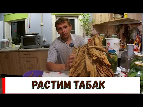 Видео: Выращивание табака   - первый опыт работы с табачным листом!