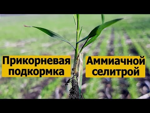 Видео: Подкормка пшеницы весной аммиачной селитрой.Селитра - удобрение для пшеницы.