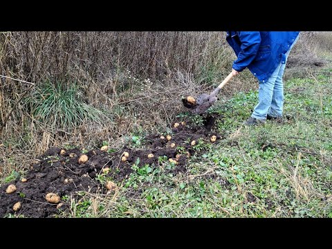 Видео: Копаю картошку, скоро зима