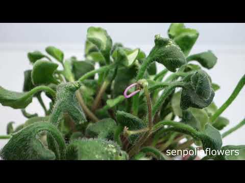 Видео: Фиалка Senk`s Anemone из коллекции Голубевой Татьяны