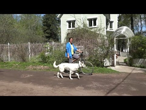 Видео: ДТ-16. Собака и велосипед - активная прогулка.
