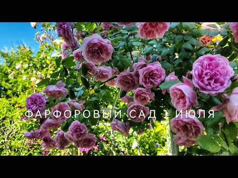 Видео: Цветение роз в Фарфоровом саду. Сегодня сад 100% БИО!