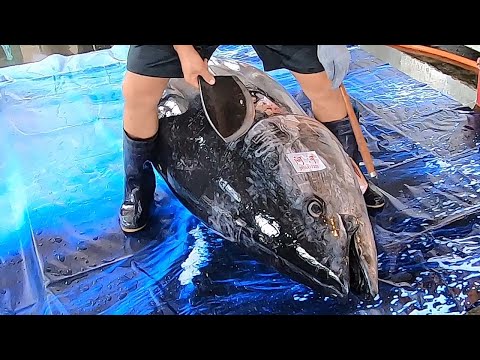 Видео: 10000 $ 650 фунтов навык резки гигантского голубого тунца