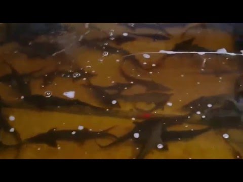 Видео: Выращиваем осетра дома и Ответы на вопросы