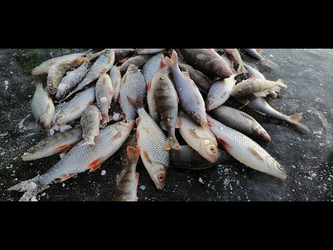 Видео: РЫБНАЯ КОРЯЖКА ГОРЬКОВСКОГО ВОДОХРАНИЛИЩА  РЫБАЛКА НА ГОРЕ МОРЕ