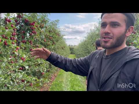 Видео: КОР ДАР АНГЛИЯ 🇬🇧🇹🇯 ЧИГУНАХАСТ