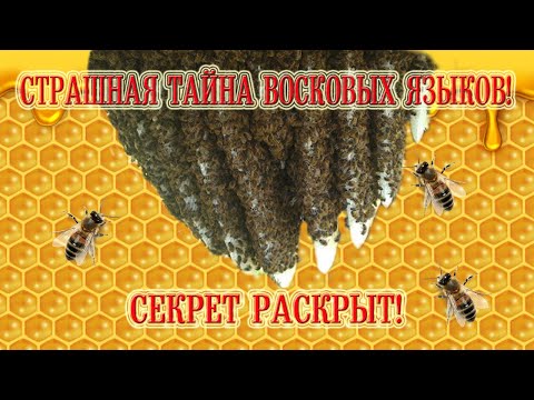 Видео: Страшная тайна восковых языков! Секрет раскрыт! | The terrible secret of wax tongues!