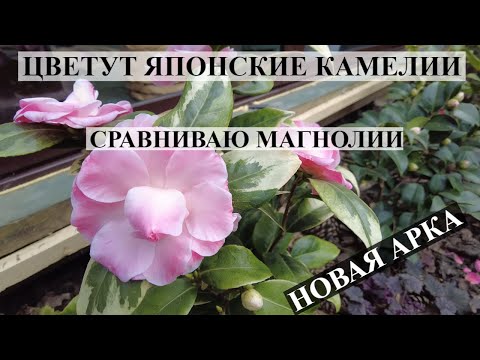 Видео: ЦВЕТУТ ЯПОНСКИЕ КАМЕЛИИ / СРАВНЕНИЕ МАГНОЛИЙ / Новая АРКА / ОБЗОР САДА / ЮЖНЫЙ САД ПРОСЫПАЕТСЯ