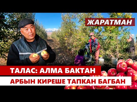 Видео: Талас: Алма бактан арбын киреше тапкан багбан