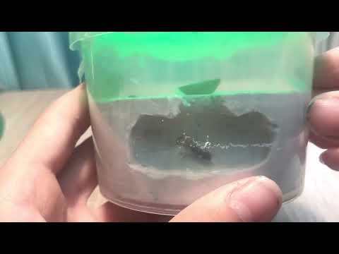 Видео: Переселение федченкоев в маленький гипсовый формикарий