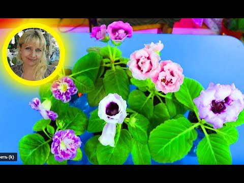 Видео: Миниатюрные Глоксинии. Посадка листов на продажу. Домашний Цветочный Бизнес Лайф №3