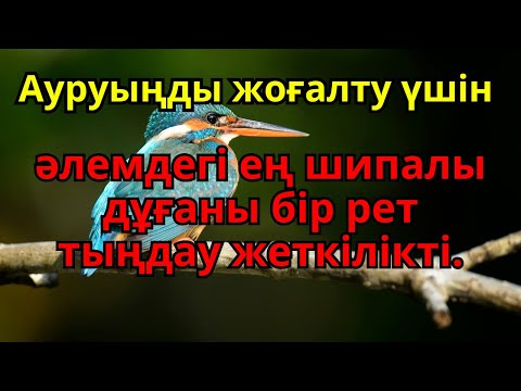 Видео: Денсаулық сыйлайтын ең әсерлі дұға – Пайғамбардың 3 минуттық дұғасы сырқаттан арылтады