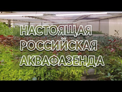 Видео: "Секретная" ферма аквариумных растений.  Только никому!