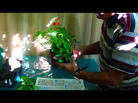 Видео: Комнатные цветы были летом на улице,  как подготовить их к зиме?  Сделайте это!