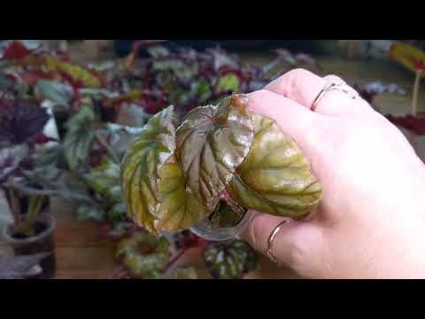 Видео: Предложение деток бегоний на 11.09❤️