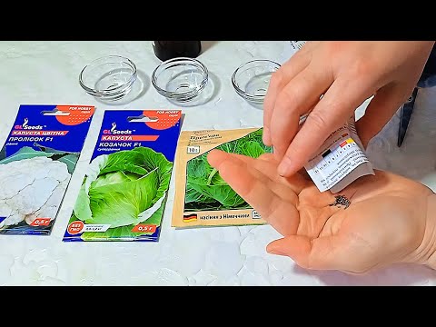 Видео: Сею так и получаю 100% ВСХОДЫ КАПУСТЫ! Рассада не вытягивается, не болеет!