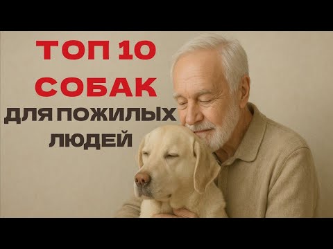 Видео: Топ 10 ЛУЧШИХ Пород Собак Для ПОЖИЛЫХ ЛЮДЕЙ!