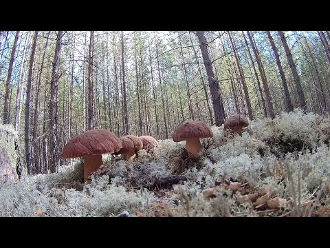 Видео: Охота тихая - эмоции громкие.