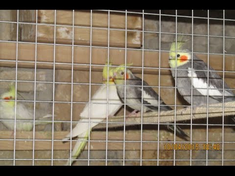 Видео: #Кореллы. #Вольер для корелл