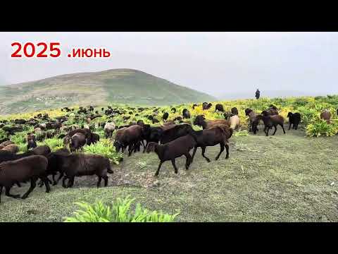 Видео: Архив видео 2025 июнь