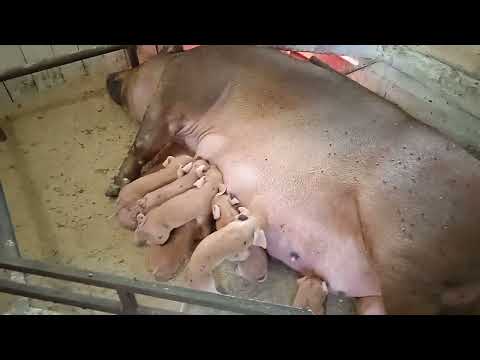 Видео: Дюрок родила Пятнистых поросят! Почему? Кантор - гибрид Дюрок + Пьетрен