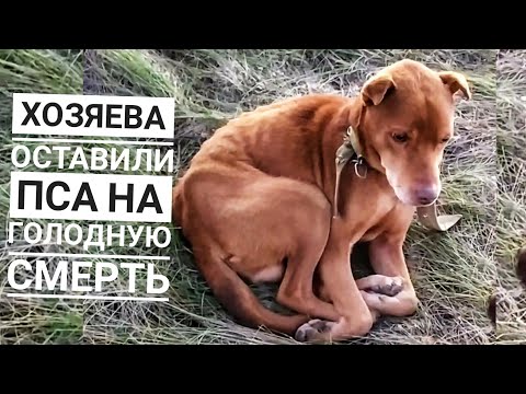 Видео: ОТ ПСА ОСТАЛСЯ СКЕЛЕТ😱Я В ШОКЕ ОТ УВИДЕННОГО